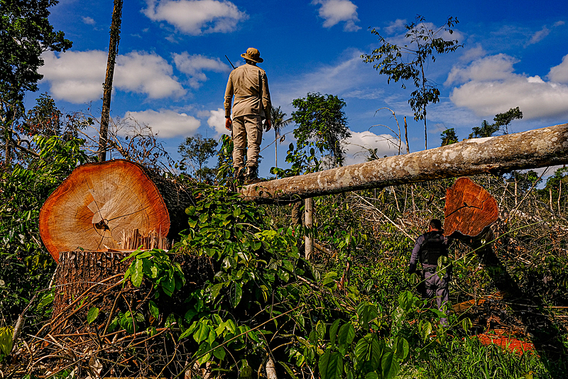 Foto com árvore gigante sendo cortada por madereiro